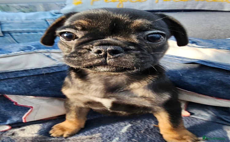 Frug dogs - Advert 1