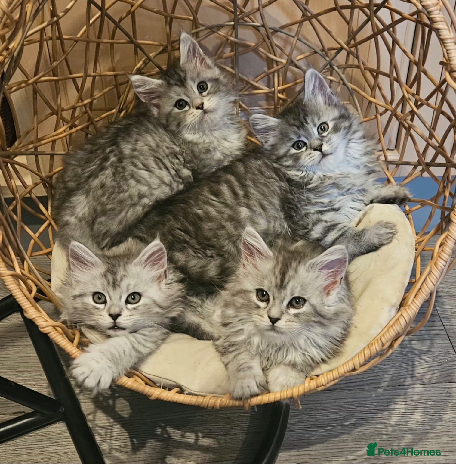 Maine Coon cats Large Maine Coon kittens regd European bloodline  - Advert 5