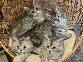 Maine Coon cats Large Maine Coon kittens regd European bloodline - Advert 5