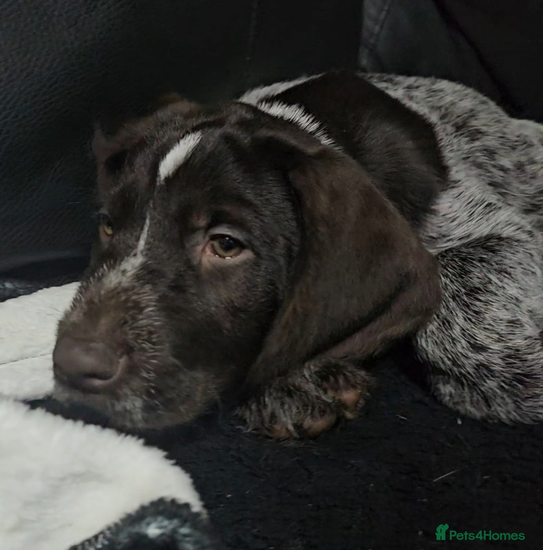 German Wirehaired Pointer dogs for sale: Female German Wirehaired pointer pup - Advert 7