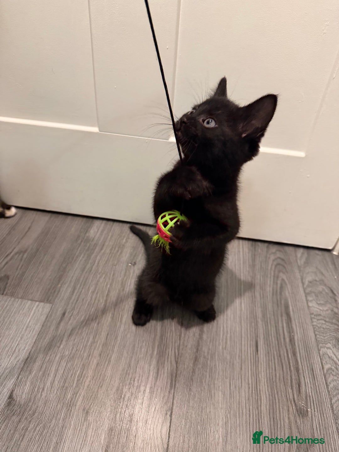 Mixed Breed cats for sale: 5 kittens for sale - Advert 7