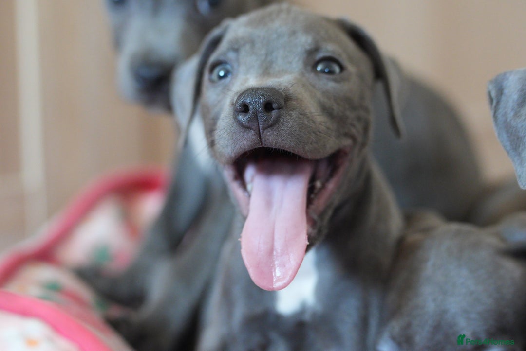 Staffordshire Bull Terrier dogs for sale: 🧸 Adorable Staffy puppies 🧸 - Image 12