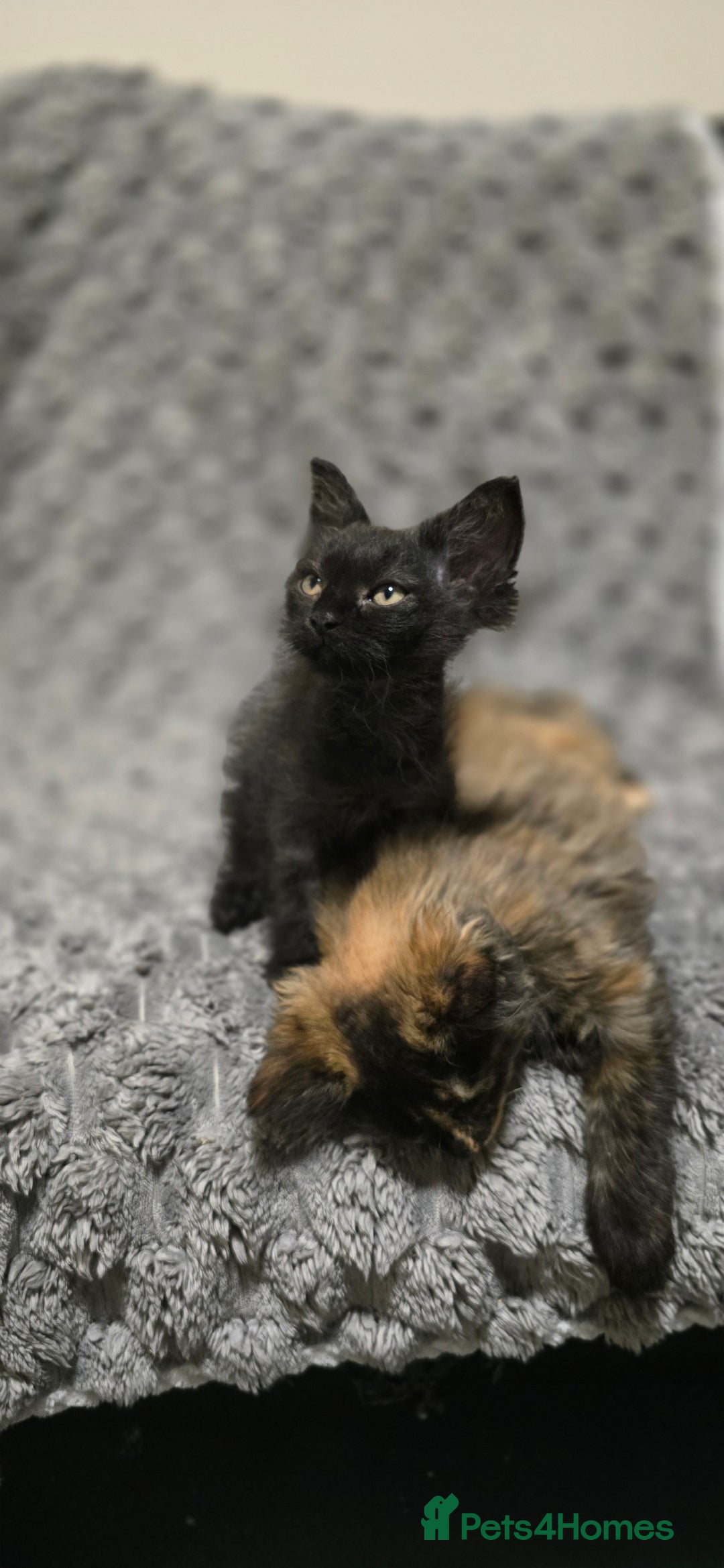 LaPerm cats for sale: 2 male Laperm mix kittens, curly haired - Advert 10