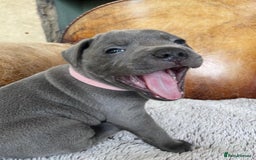 Staffordshire Bull Terrier dogs for sale: Perfect Pure Staffordshire Bull Terrier Puppies - Image 12
