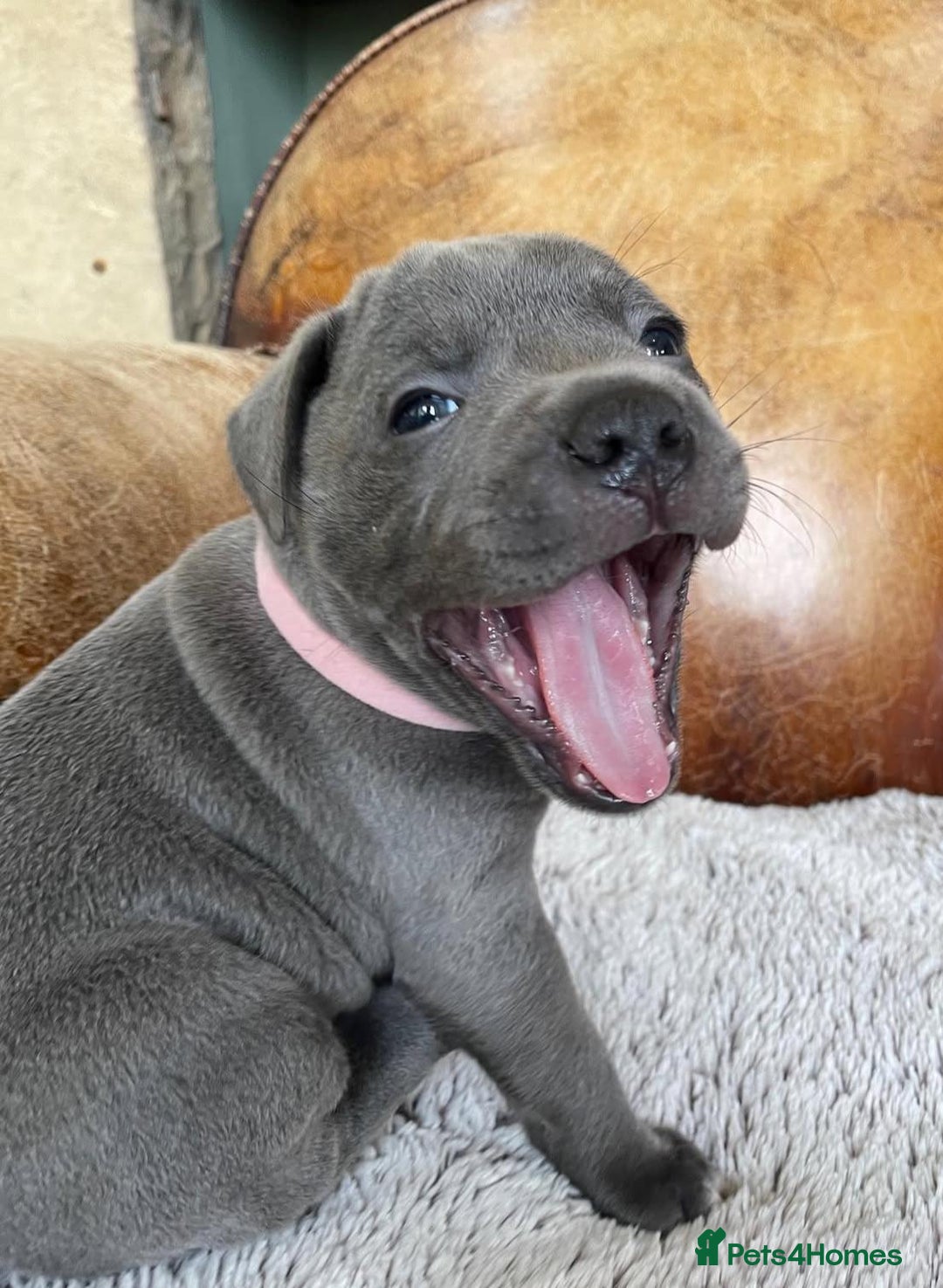 Staffordshire Bull Terrier dogs for sale: Perfect Pure Staffordshire Bull Terrier Puppies - Image 12