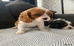 Cavalier King Charles Spaniel dogs for sale: Cavalier King Charles Spaniel! - Image 15