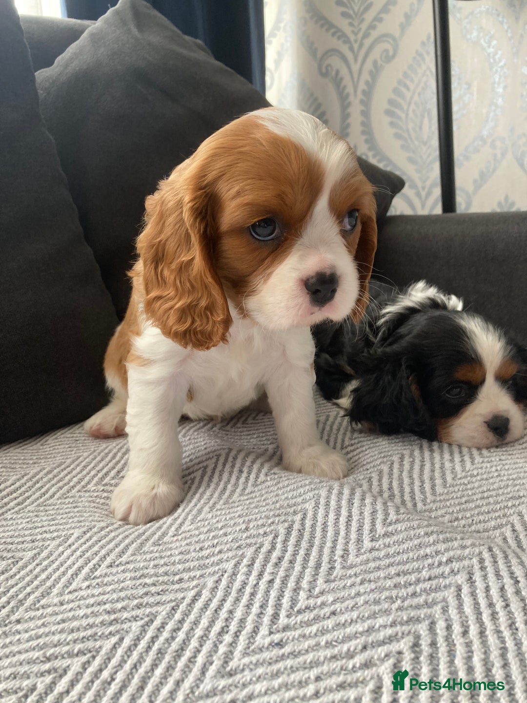 Cavalier King Charles Spaniel dogs for sale: Cavalier King Charles Spaniel! - Image 15