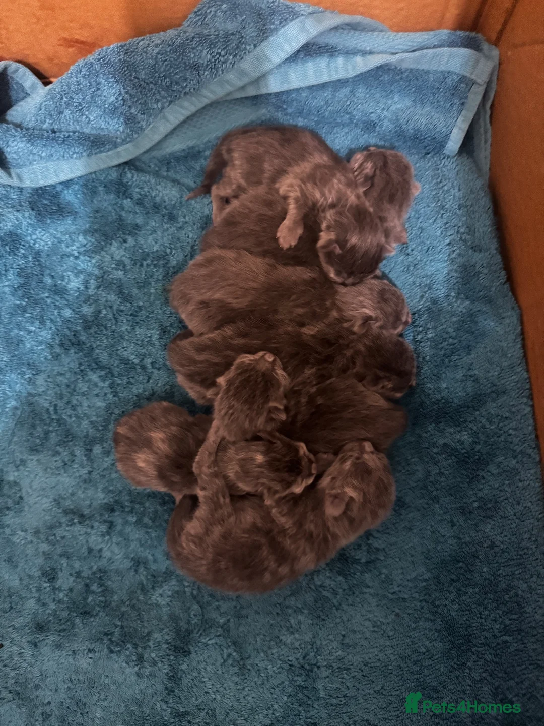Russian Blue cats for sale: Mixed blue Russian kittens - Advert 18