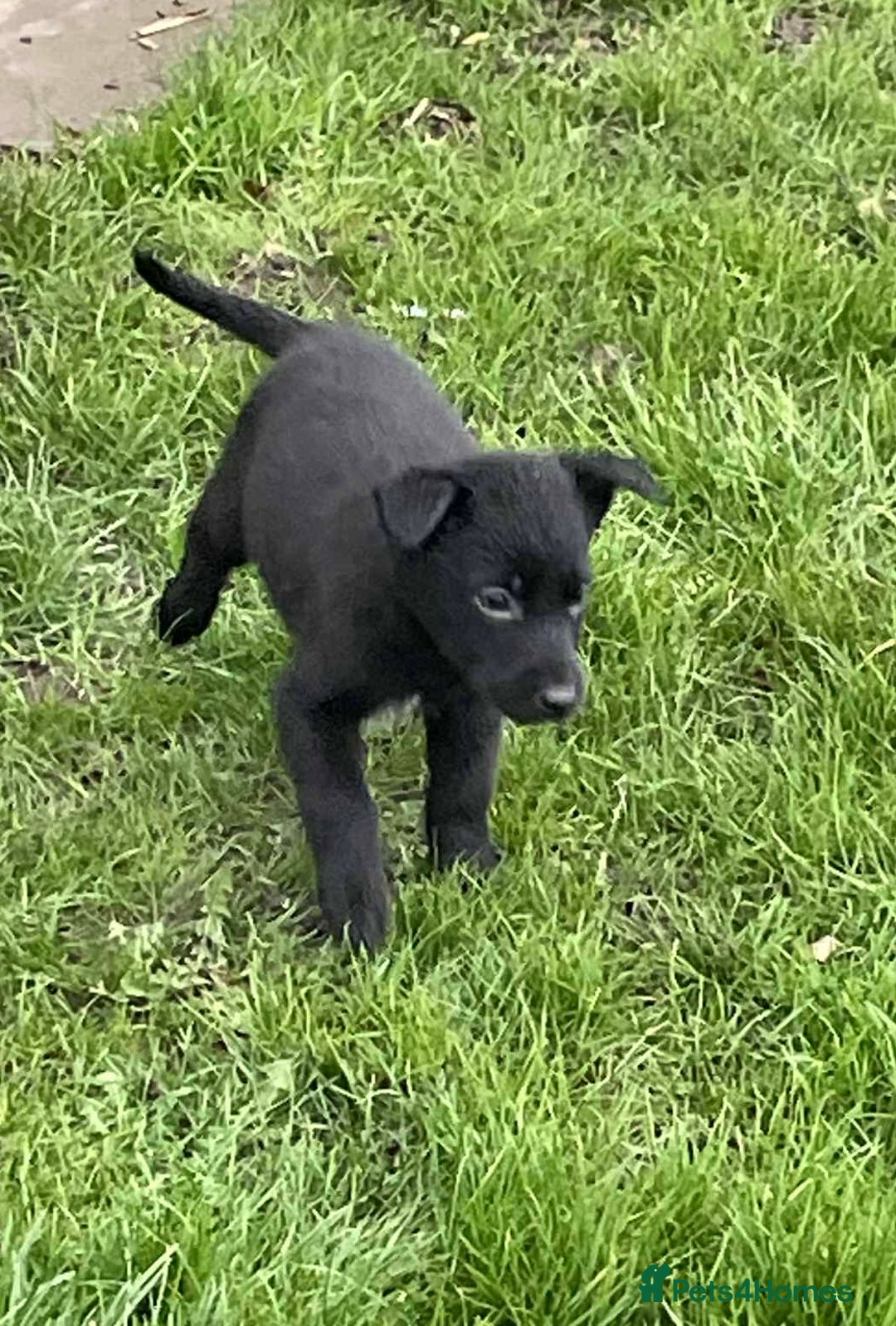 Borador dogs for sale: Vaccinated Fantastic Lab x Border Collie - Advert 3