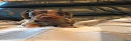 Miniature Dachshund dogs for sale: True miniature dachshunds - Advert 5