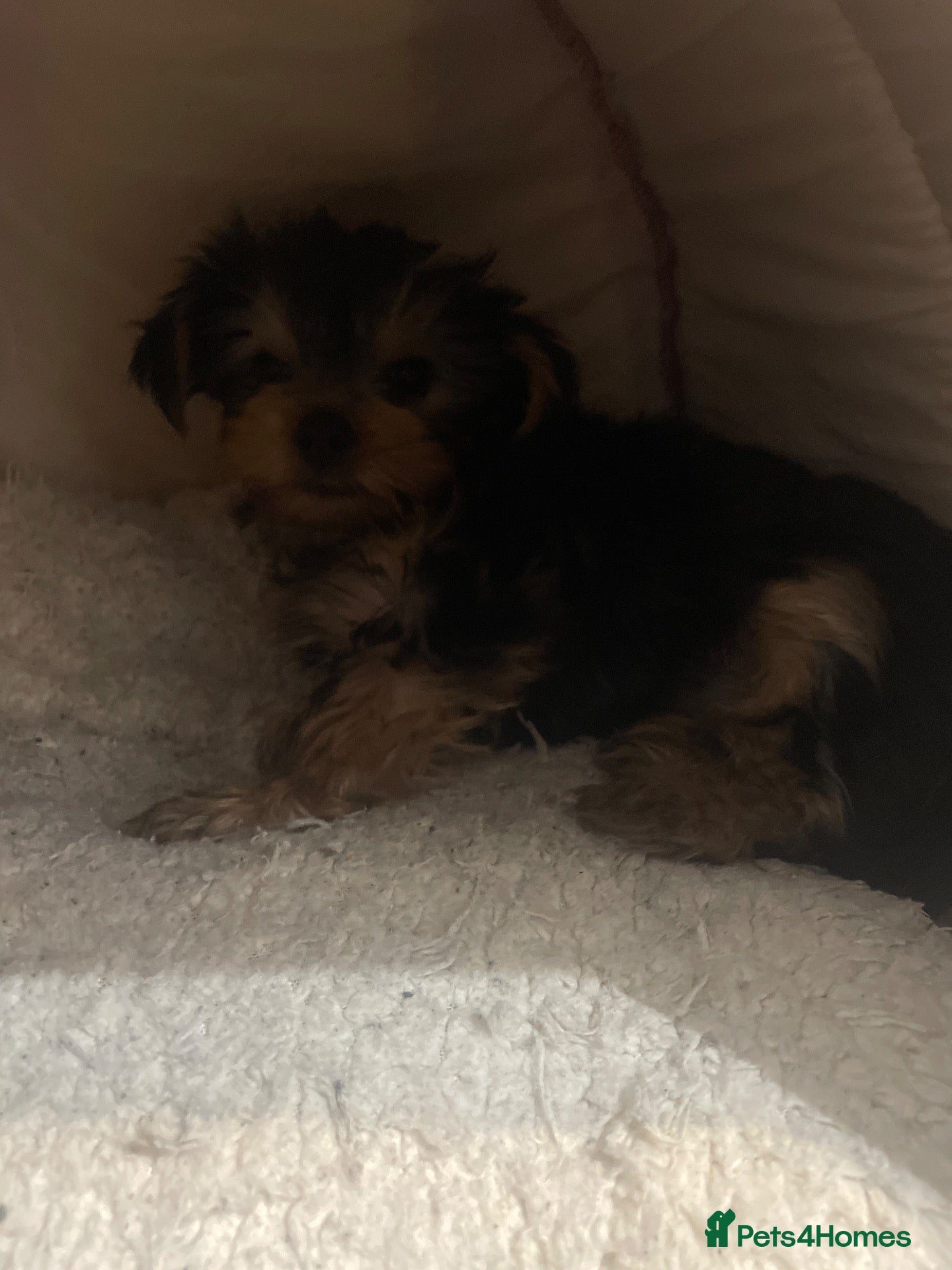 Yorkshire Terrier dogs  YORKSHIRE TERRIER - Advert 16