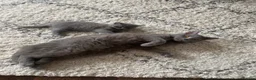 British Shorthair cats for sale: BSH kitten ready to leave 28th June  - Advert 4