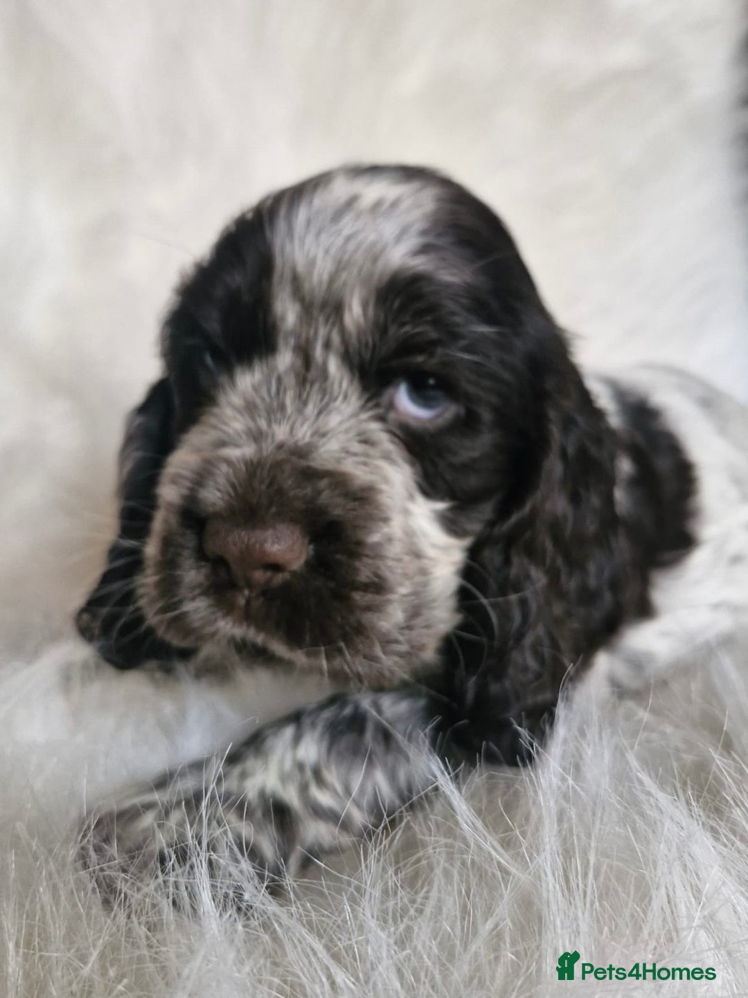 Cocker Spaniel dogs for sale: Lovely show Cocker spaniel puppies 🐶  - Advert 2