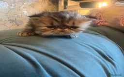 Persian cats for sale: Champion Line Persians  Black & Brown Tabby Girls - Image 8