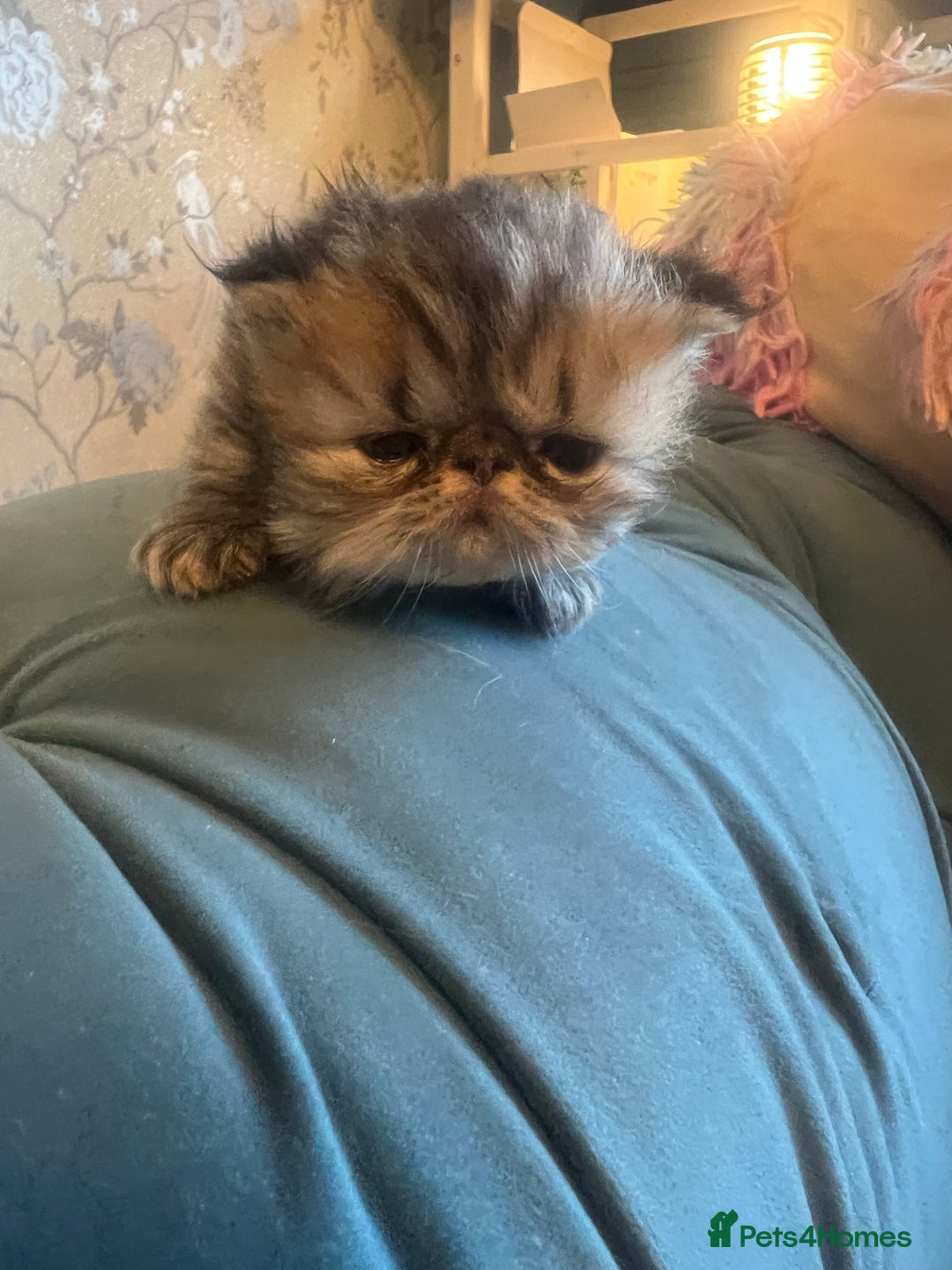Persian cats for sale: Champion Line Persians  Black & Brown Tabby Girls - Image 8