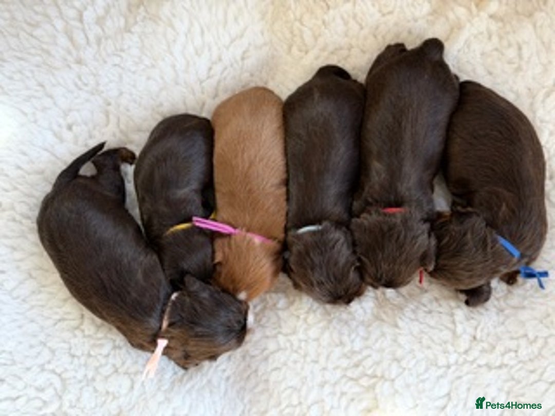 Cavalier King Charles Spaniel dogs for sale: Chocolate and tan Cavalier king charles - Advert 5