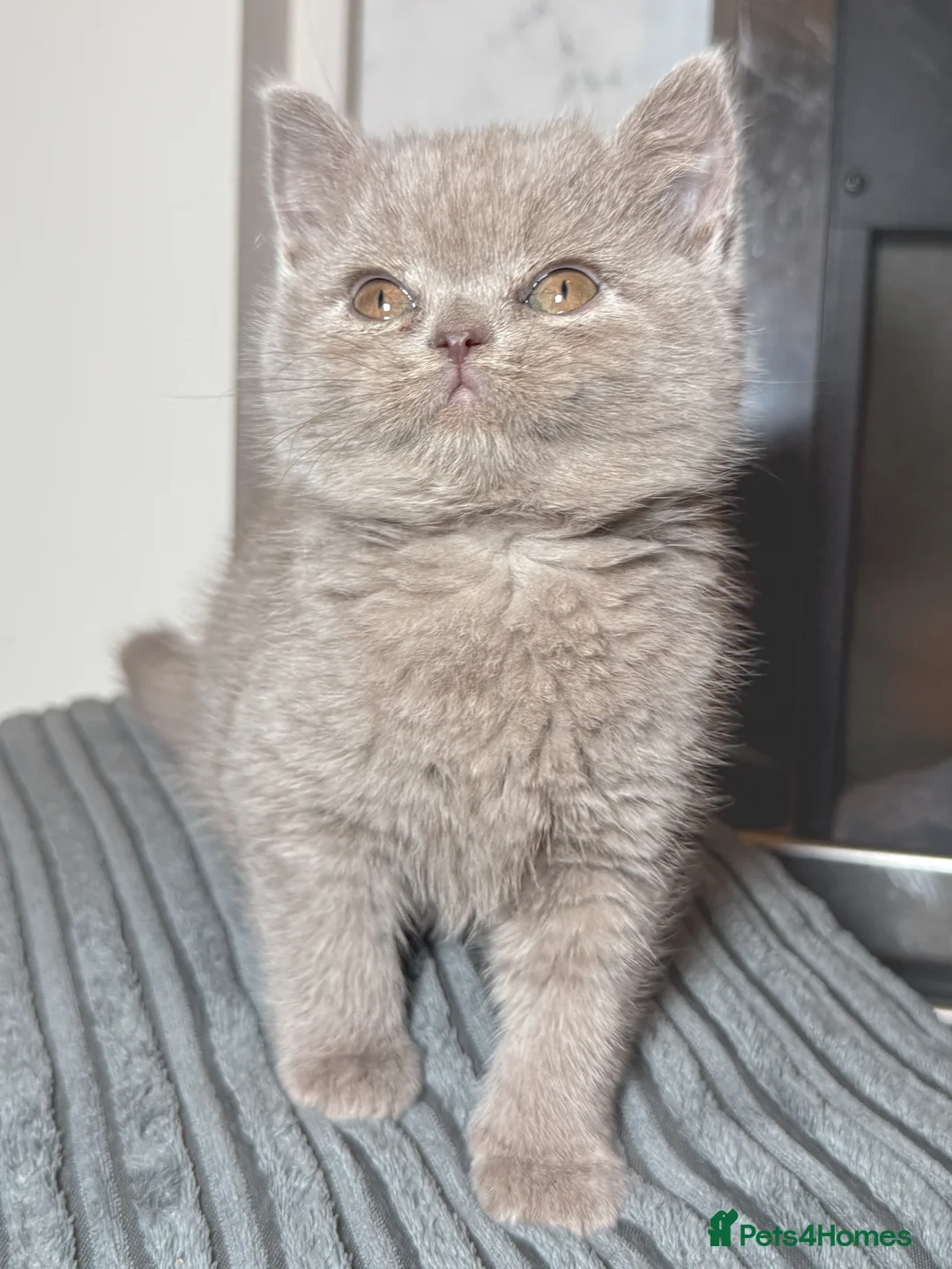 British Shorthair cats for sale: Cinnamon carrier kittens  - Advert 5