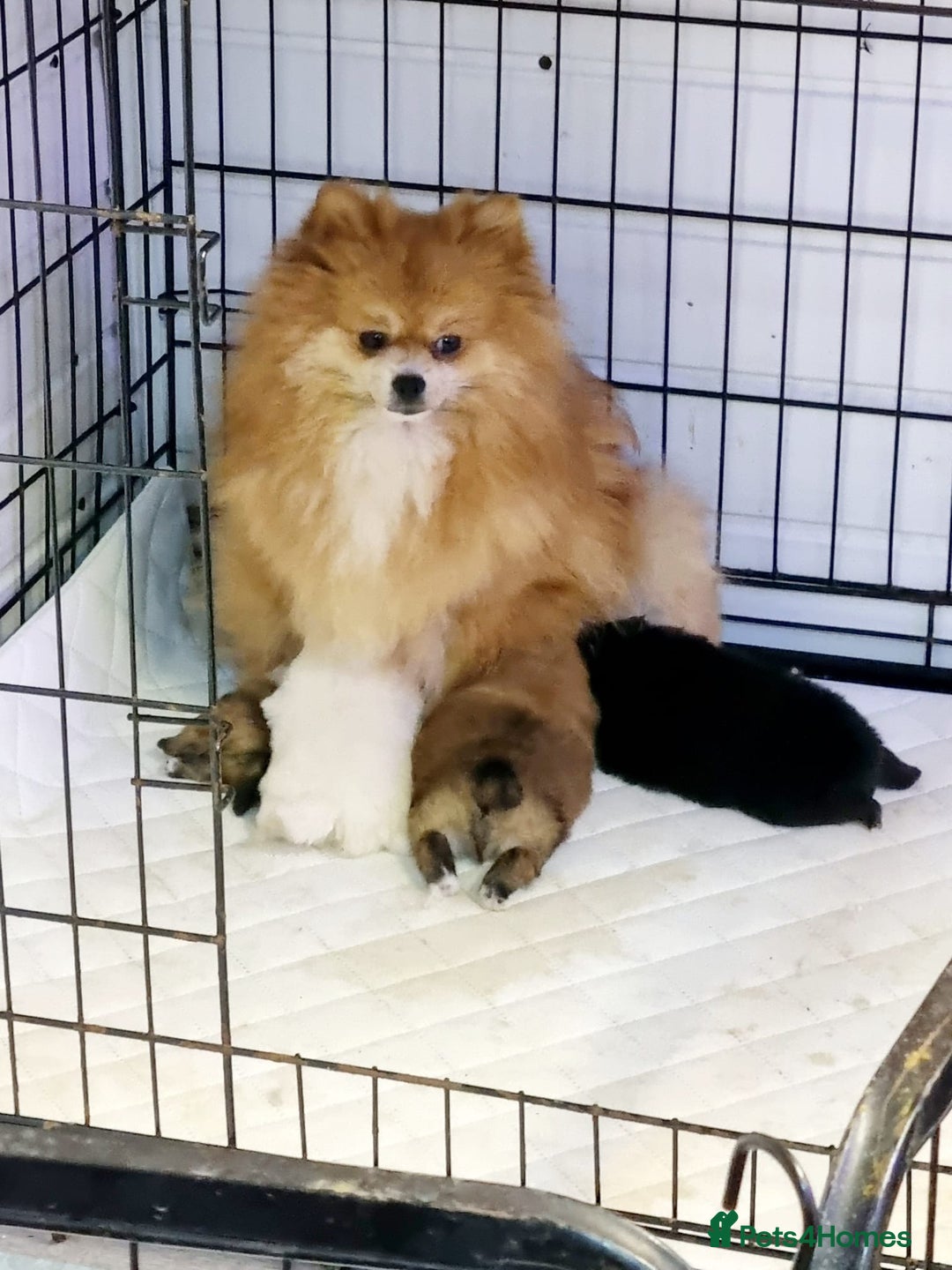 Pomeranian dogs for sale: Pomeranian - Advert 12