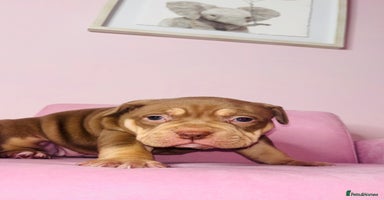 American Bully dogs Pocket bully pups ready too leave 11th dec - Advert 2