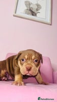 American Bully dogs Pocket bully pups ready too leave 11th dec - Advert 3
