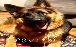 German Shepherd dogs for sale: German shepherd pedigree puppies- four weeks old. - Image 11