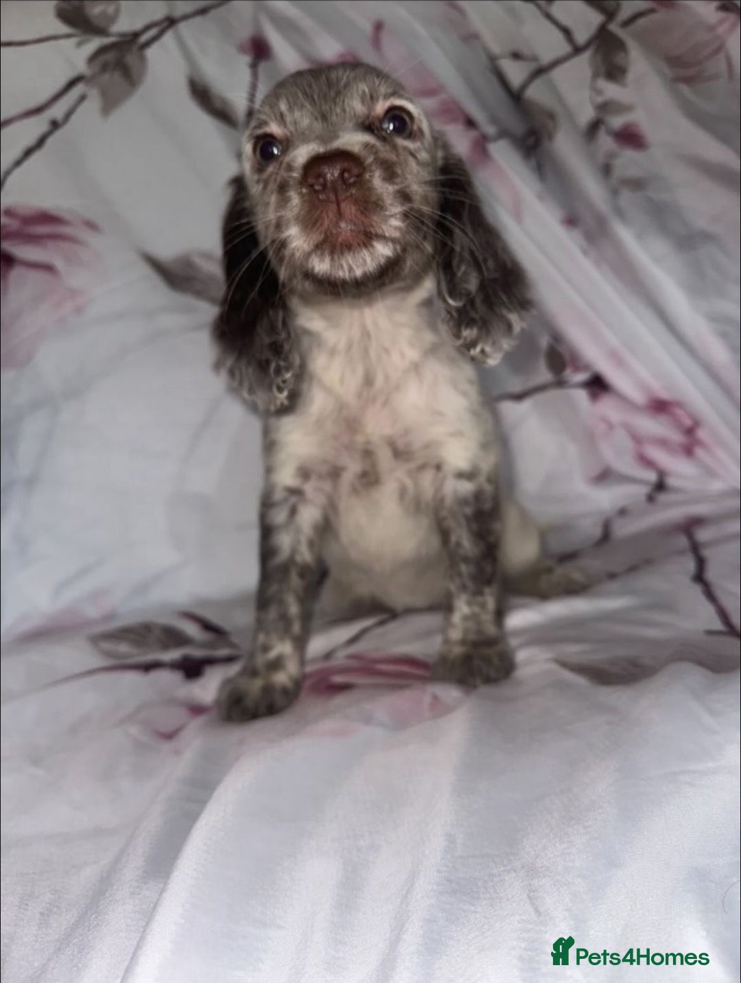 Cocker Spaniel dogs for sale: 7 beautiful cocker spaniel puppies  - Image 7