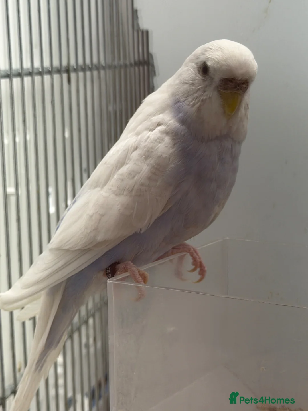 Budgerigars birds for sale: Adult Budgies - Male and Female  - Advert 2