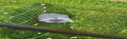 Lionhead rabbits for sale: Teddywidder doe in Swadlincote - Advert 4