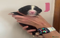 Mixed Breed dogs for sale: Labernese x Bernese mountain dog puppies  - Image 24