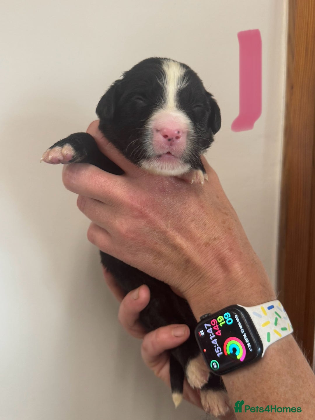 Mixed Breed dogs for sale: Labernese x Bernese mountain dog puppies  - Image 24