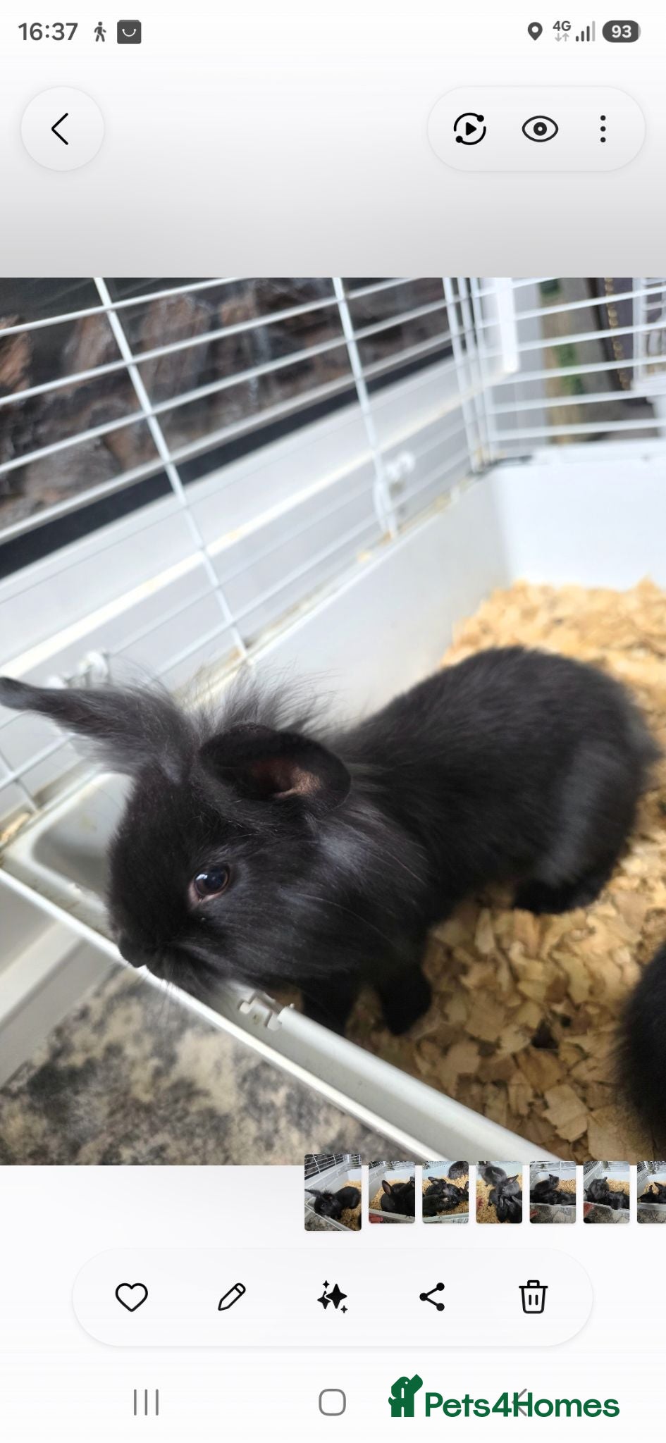 Dwarf Lop rabbits Lionhead Bunnies  - Advert 2