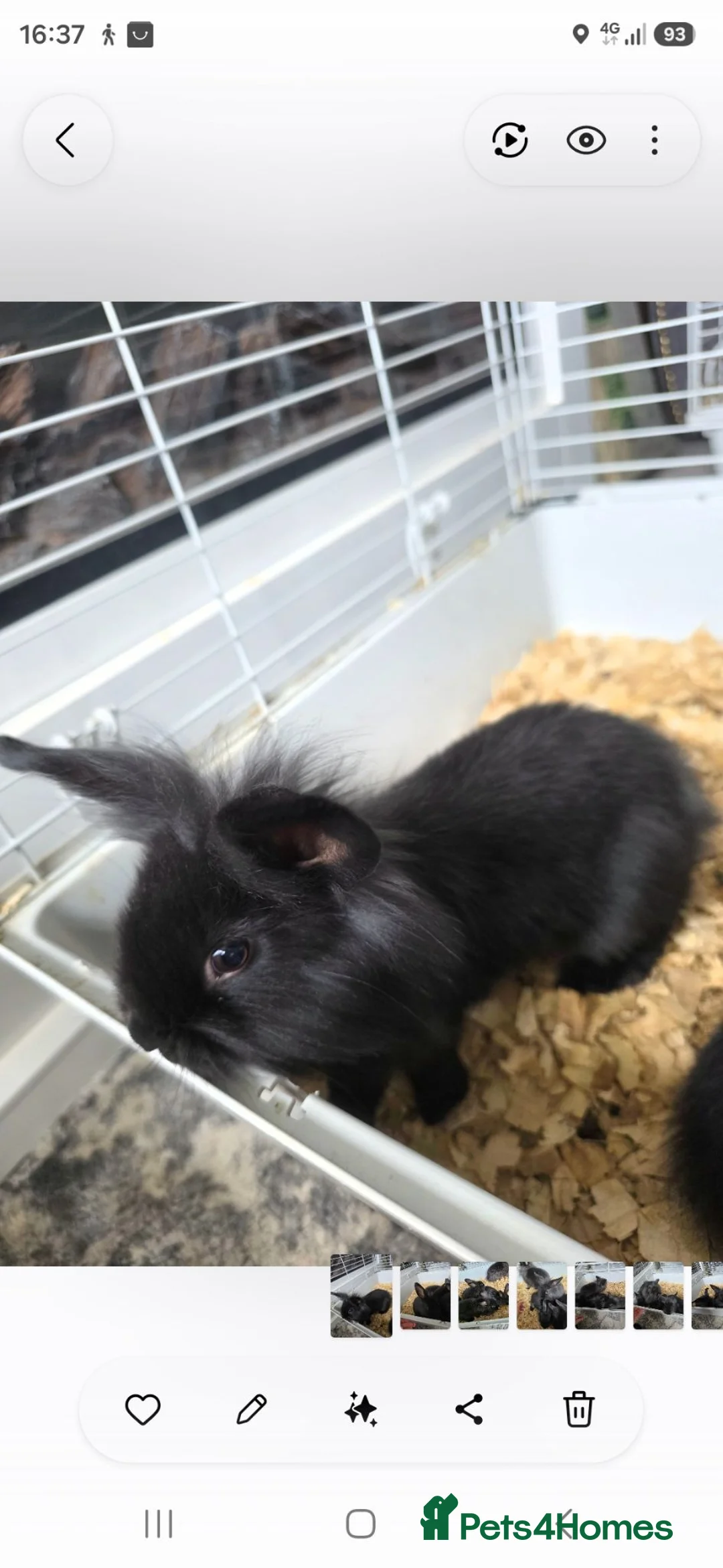Dwarf Lop rabbits for sale: Lionhead Bunnies  in Carlisle - Advert 1