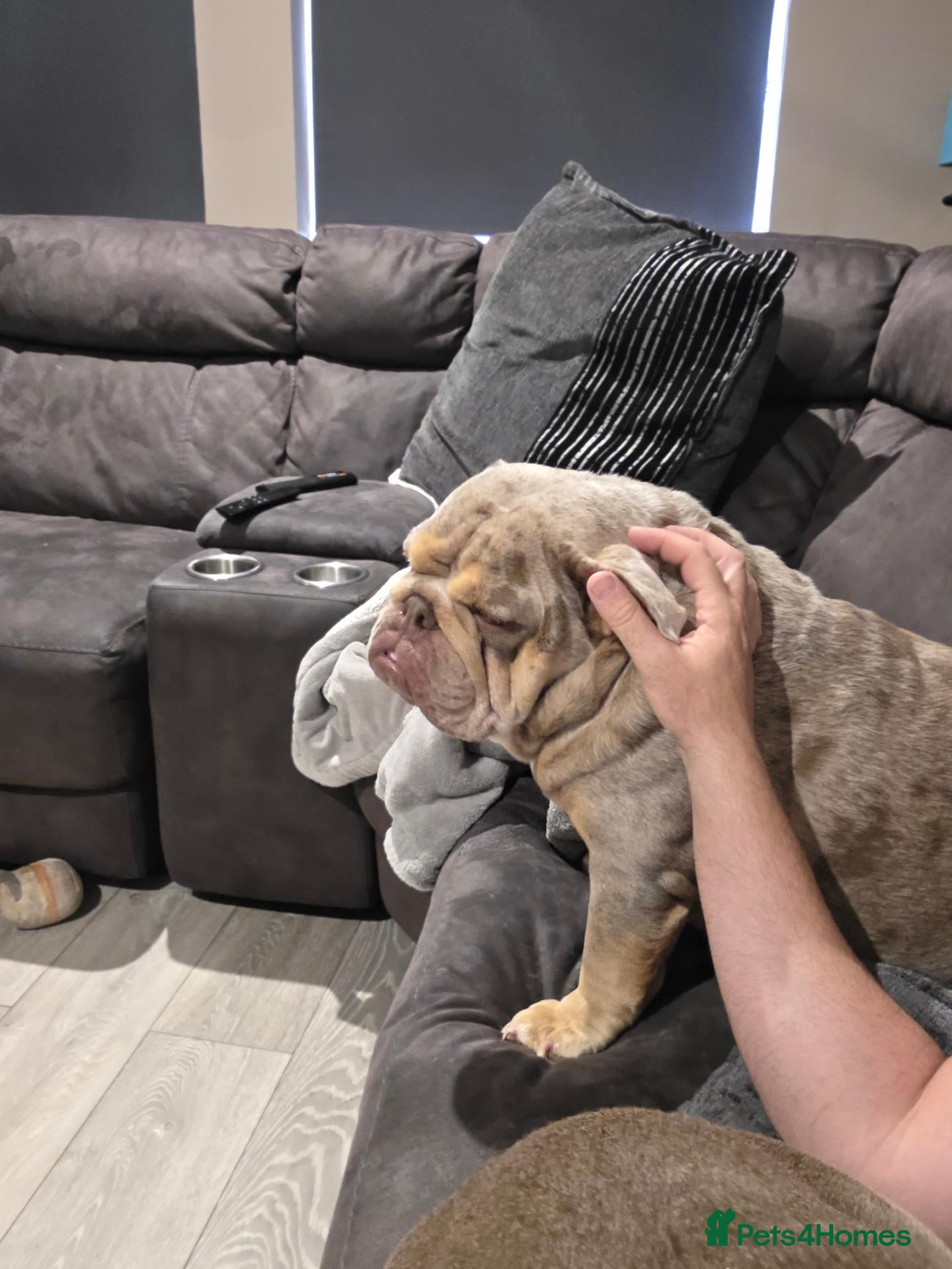 English Bulldog dogs for sale: British bulldog 2 years old - Advert 1