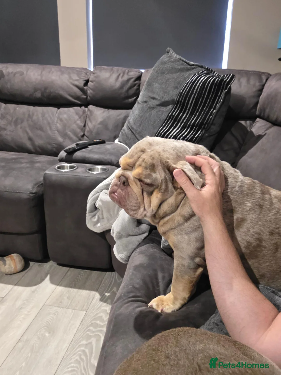 English Bulldog dogs for sale: British bulldog 2 years old in Ipswich - Advert 1