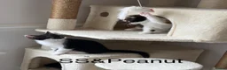 Mixed Breed cats for sale: Bobtail and Ragdoll mixed - Advert 20