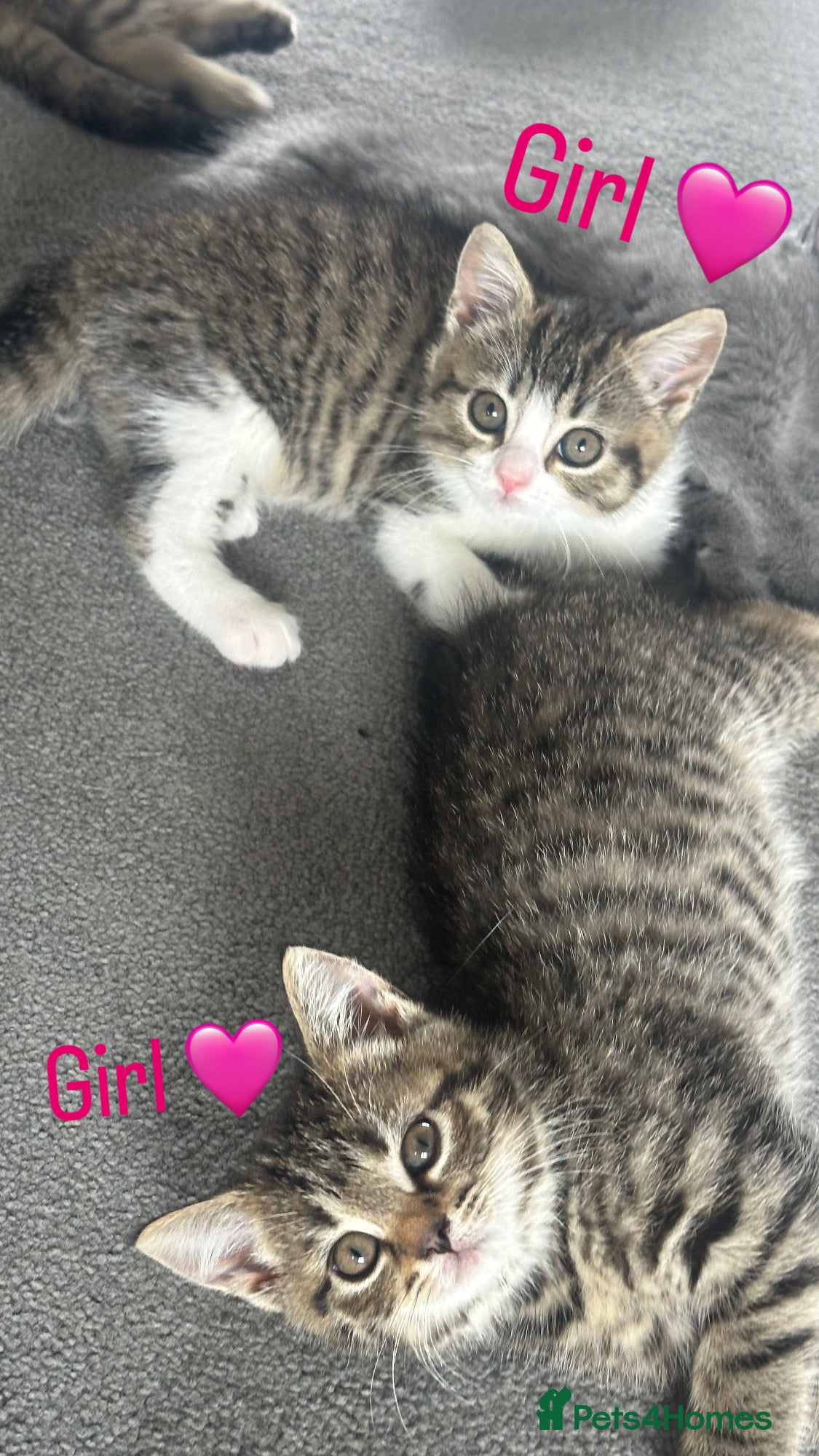 Mixed Breed cats for sale: British Shorthair / Mixed kittens  - Advert 4