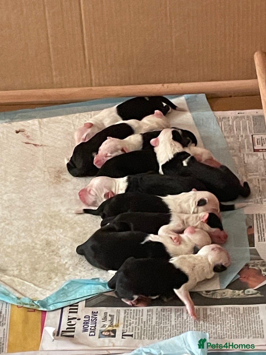 Old English Sheepdog dogs for sale: Old English puppies - Image 4