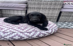 Cocker Spaniel dogs for sale: Cocker spaniel pups - Image 3