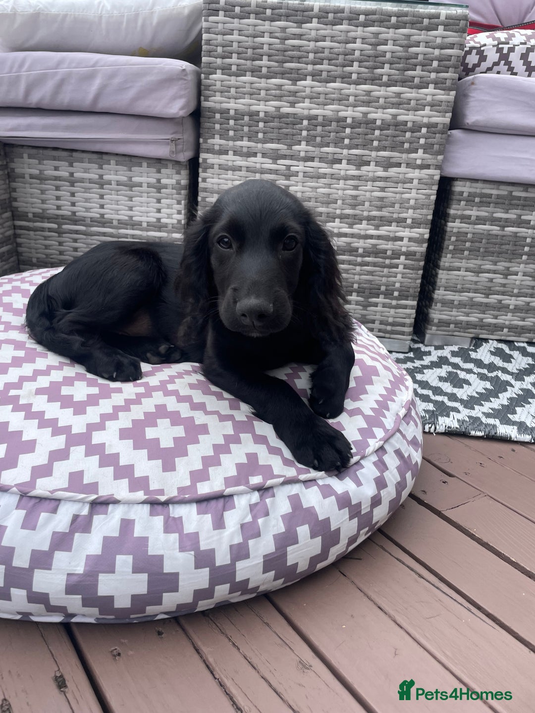 Cocker Spaniel dogs for sale: Cocker spaniel pups - Image 3