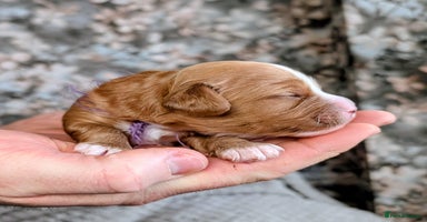 Cavapoo dogs ❤️F1 CAVAPOO BABIES❤️ HEALTH TESTED PARENTS!🐩 - Advert 10