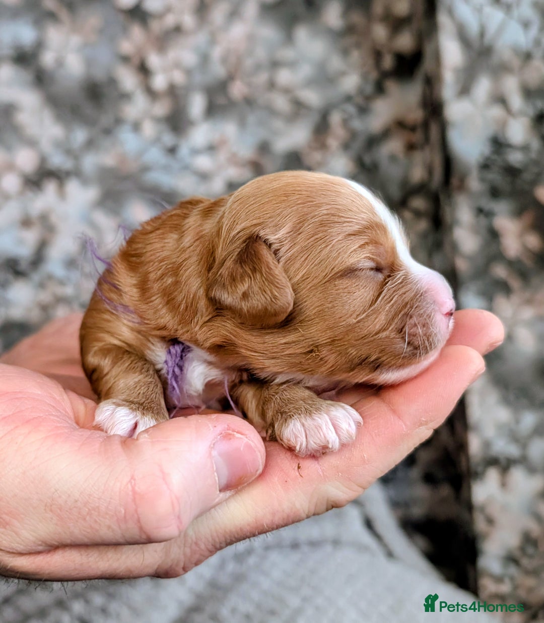 Cavapoo dogs for sale: ❤️F1 CAVAPOO BABIES❤️ HEALTH TESTED PARENTS!🐩 - Advert 2