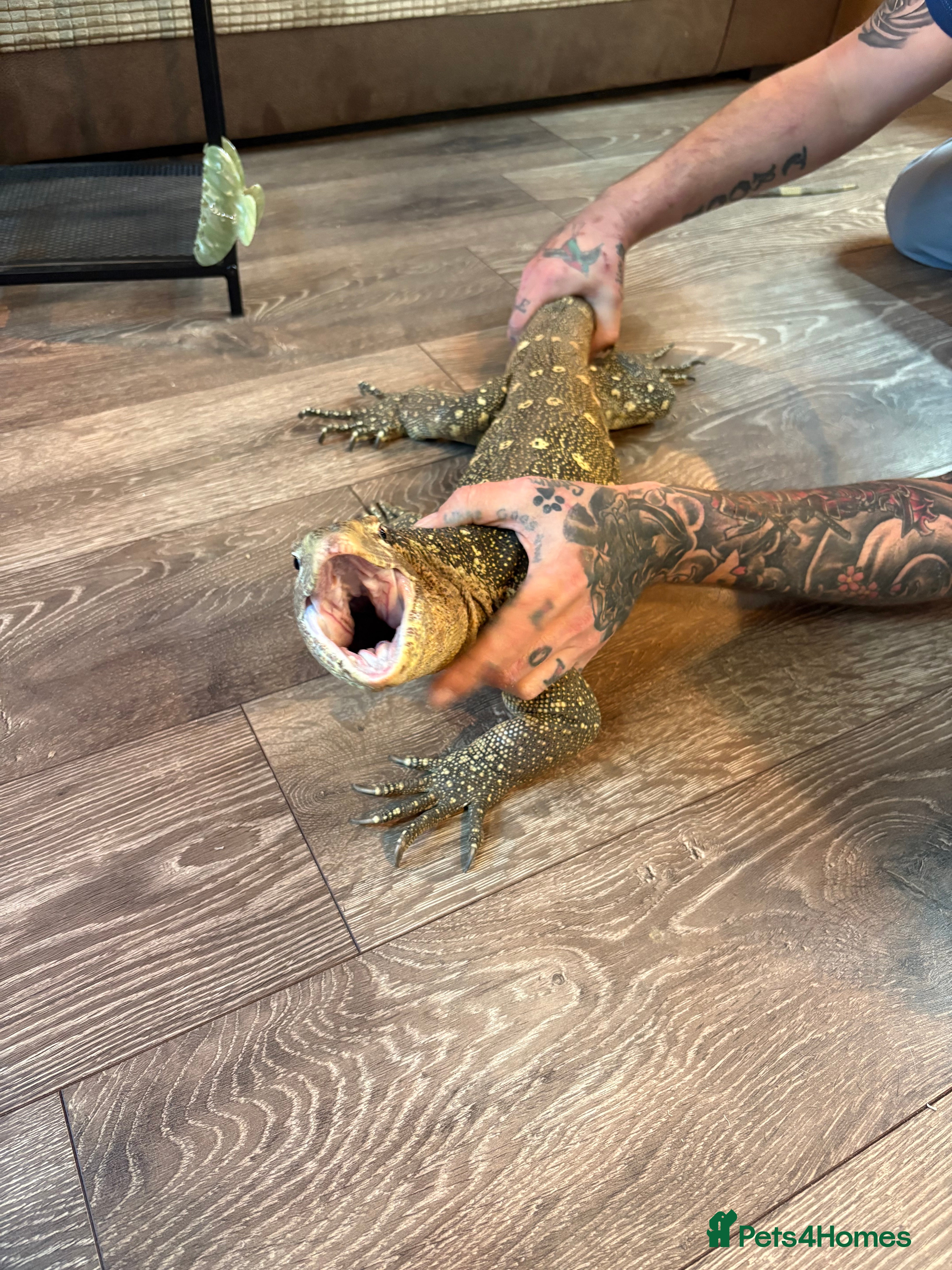 Monitor reptiles Ornate monitor approximately 3years old - Advert 17