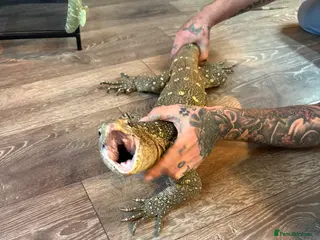 Monitor reptiles Ornate monitor approximately 3years old - Advert 2