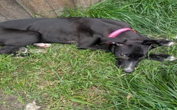 Lurcher dogs for sale: 3 beautiful lurcher girls ready now!!! - Image 11