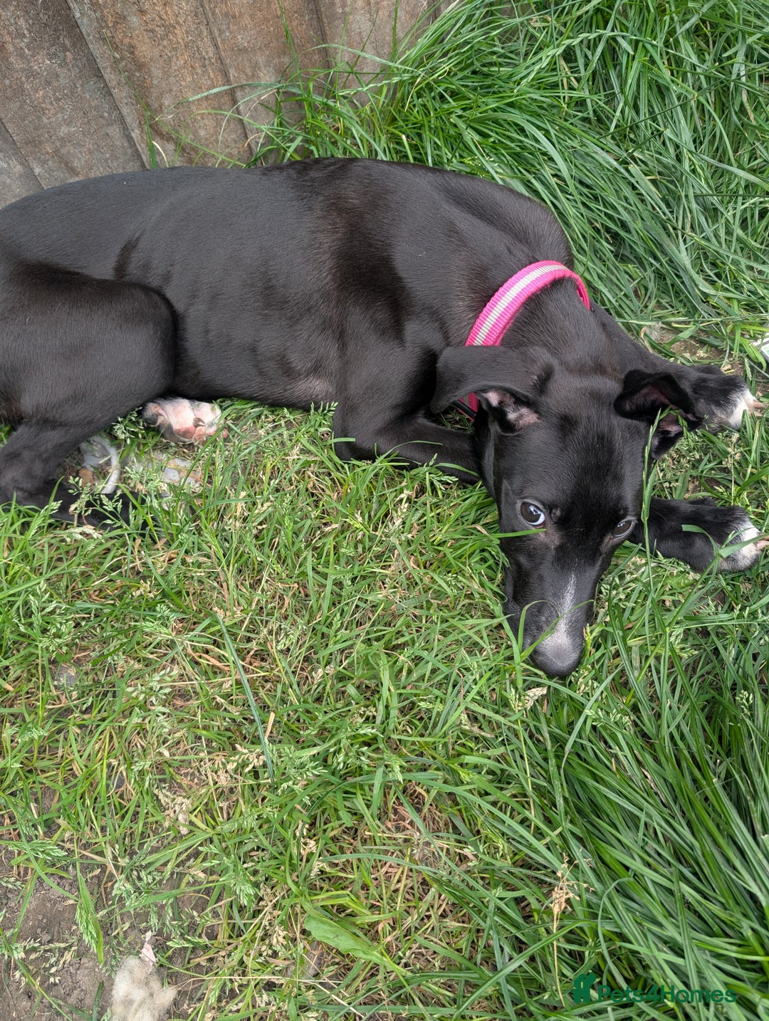 Lurcher dogs for sale: 3 beautiful lurcher girls ready now!!! - Image 11