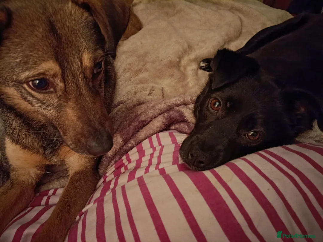 Mixed Breed dogs for adoption: BONDED PAIR: Spirit and Margot for adoption - Advert 4