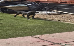Great Dane dogs for sale: 1M 1F Great Dane pups looking for their new homes. in Bathgate - Image 8