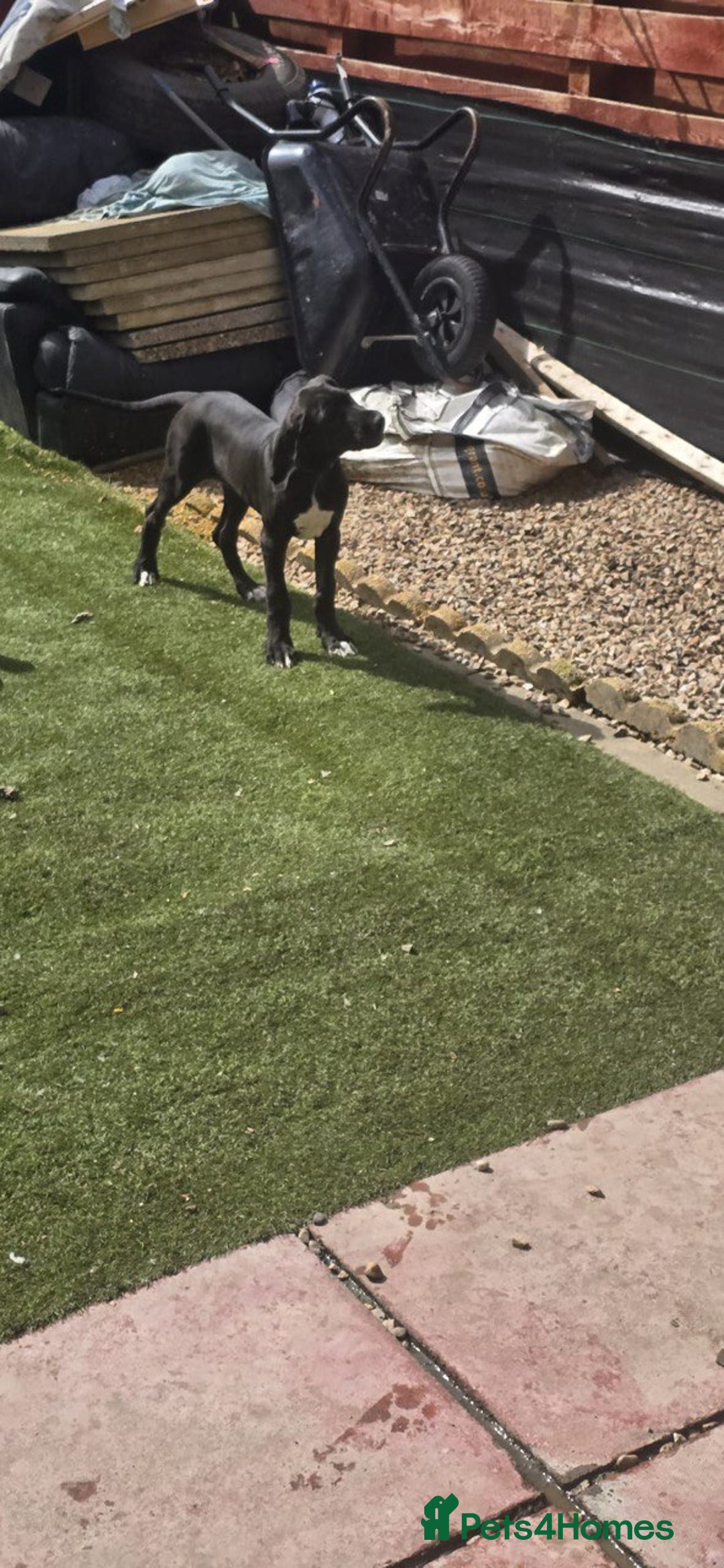 Great Dane dogs for sale: 1M 1F Great Dane pups looking for their new homes. in Bathgate - Image 8