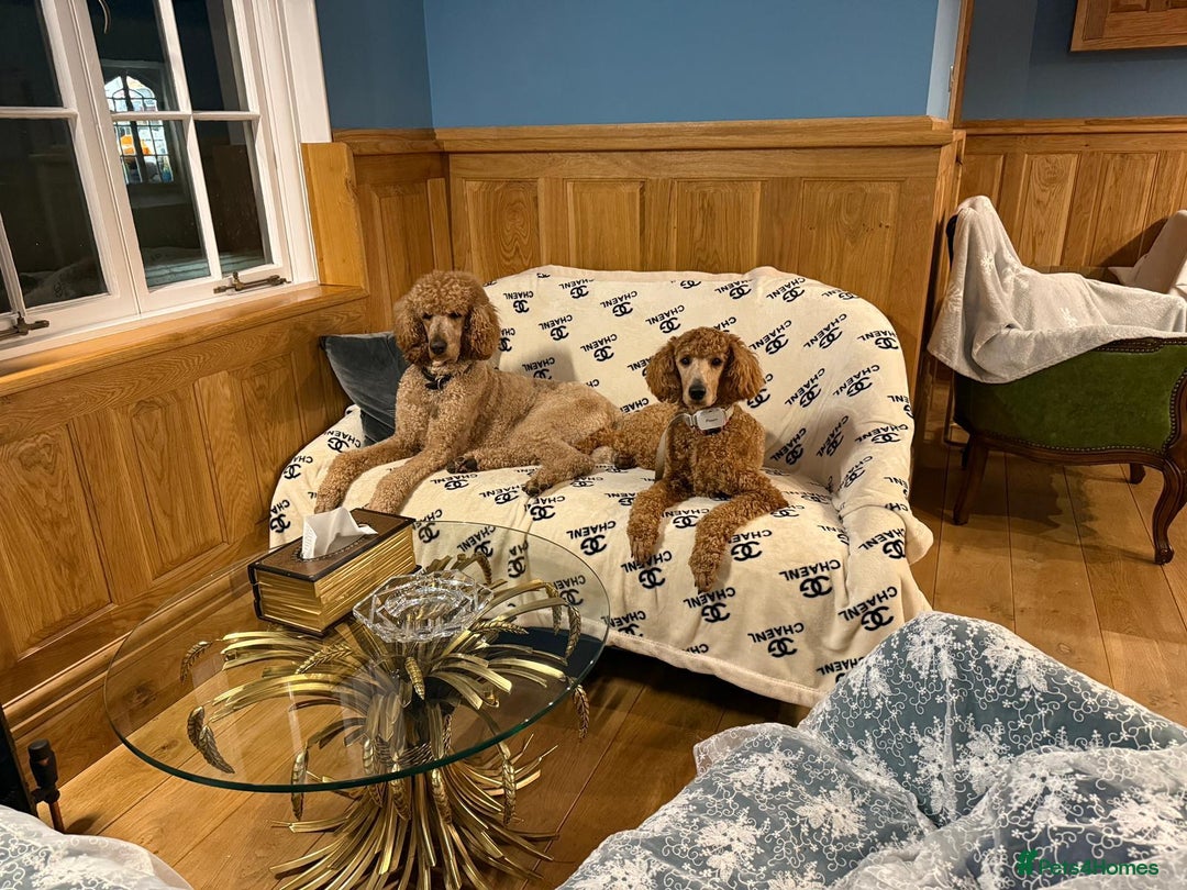 Standard Poodle dogs for sale: Beautiful Red Standard Poodles 3 Puppies Available - Image 4