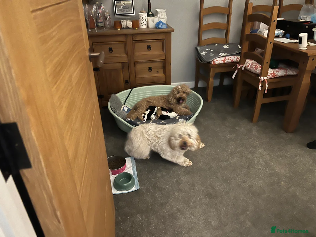 Cockapoo dogs for sale: F1B Cockerpoo Puppies - Advert 1